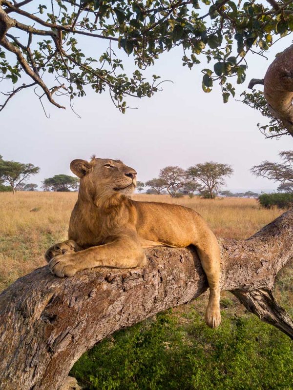 3-days-queen-elizabeth-national-park-safari 3-days-queen-elizabeth-national-park-safari