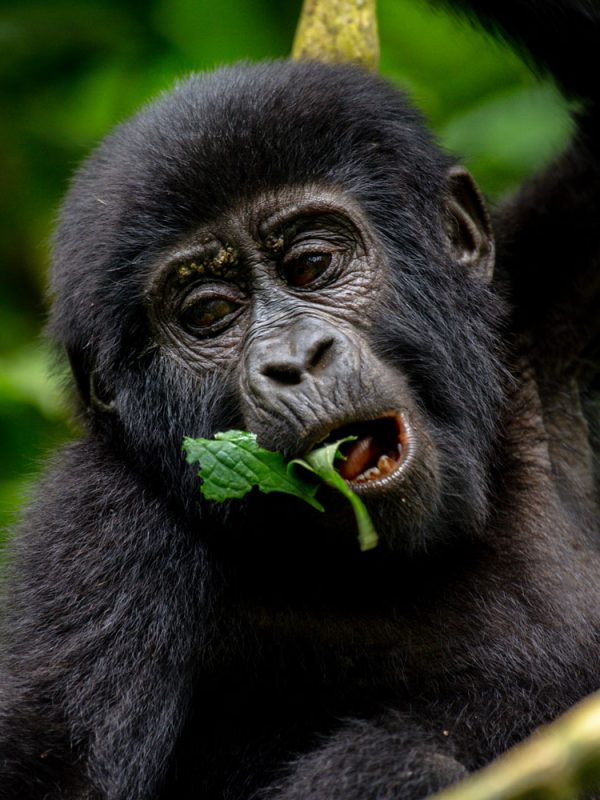 3-days-uganda-gorilla-trekking-tour 3-days-uganda-gorilla-trekking-tour