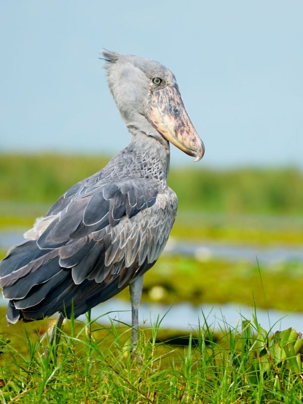bird-watching-experience bird-watching-experience