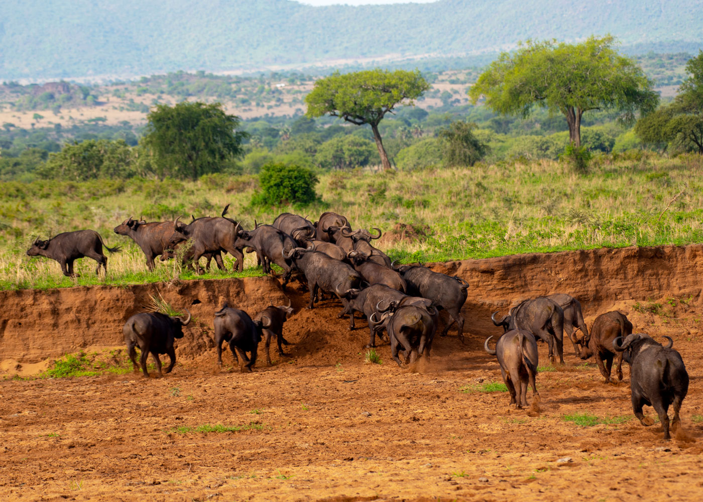 buffaloes-in-kidepo-valley-national-park buffaloes-in-kidepo-valley-national-park