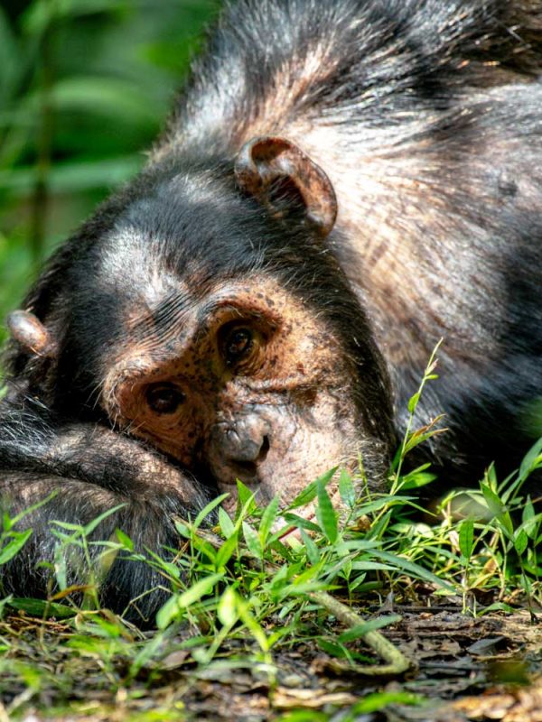 chimpanzee-tracking-experience