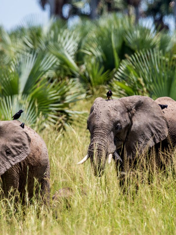 game-drives-in-uganda game-drives-in-uganda