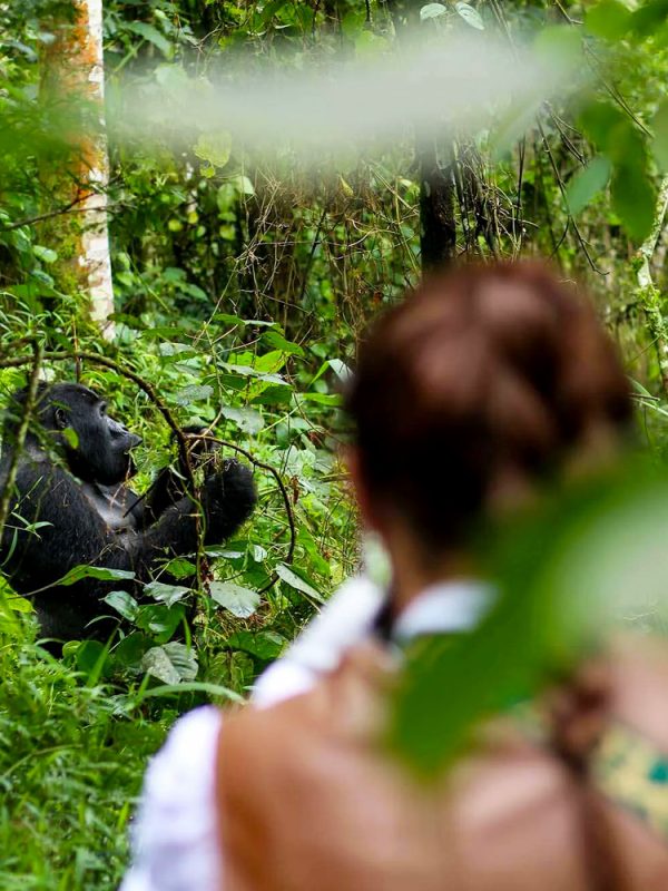 gorilla-trekking-experience gorilla-trekking-experience