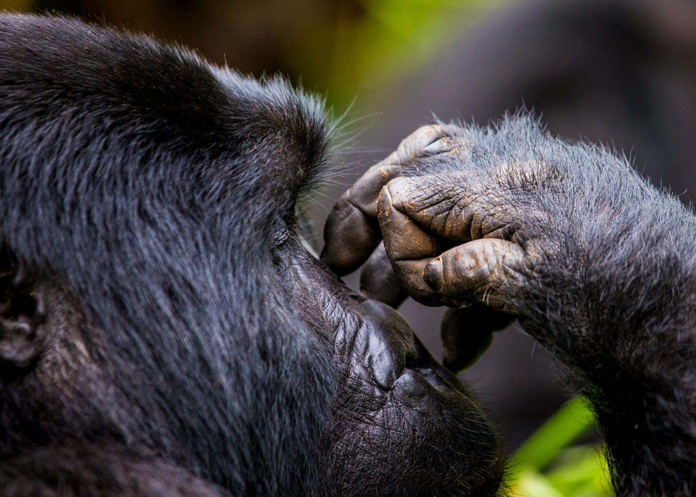 gorillas-in-bwindi-forest-national-park gorillas-in-bwindi-forest-national-park