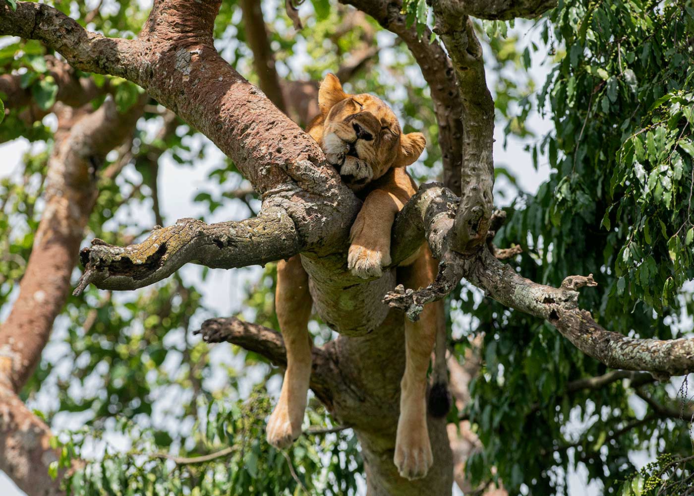 tree-climbing-lions-in-queen-elizabeth-national-park tree-climbing-lions-in-queen-elizabeth-national-park