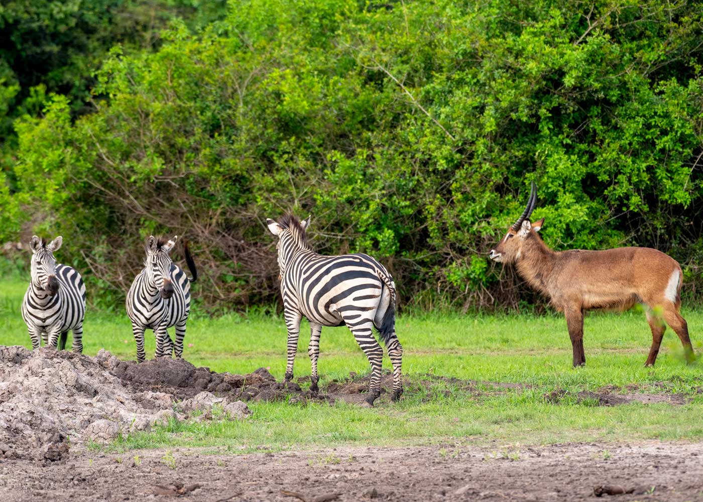 wildlife-in-lake-mburo-national-park wildlife-in-lake-mburo-national-park